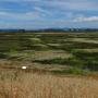 Looking across the delta in search of birds and flowers from 'Overlook' hill.